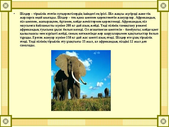 •Пілдер – тіршілік ететін сүтқоректілердің ішіндегі ең ірісі. Піл жақсы жүгіреді және тік жарларға оңай шығады. Пілдер – тек қа