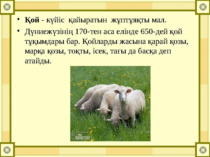 •Қой - күйіс қайыратын жұптұяқты мал. •Дүниежүзінің 170-тен аса елінде 650-дей қой тұқымдары бар. Қойларды жасына қарай қозы,