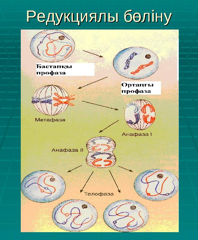 Редукциялы бөлінуРедукциялы бөліну