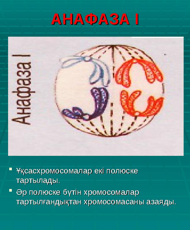 АНАФАЗА ІАНАФАЗА І  Ұқсасхромосомалар екі полюске Ұқсасхромосомалар екі полюске тартылады. тартылады.  Әр полюске бүтін хром