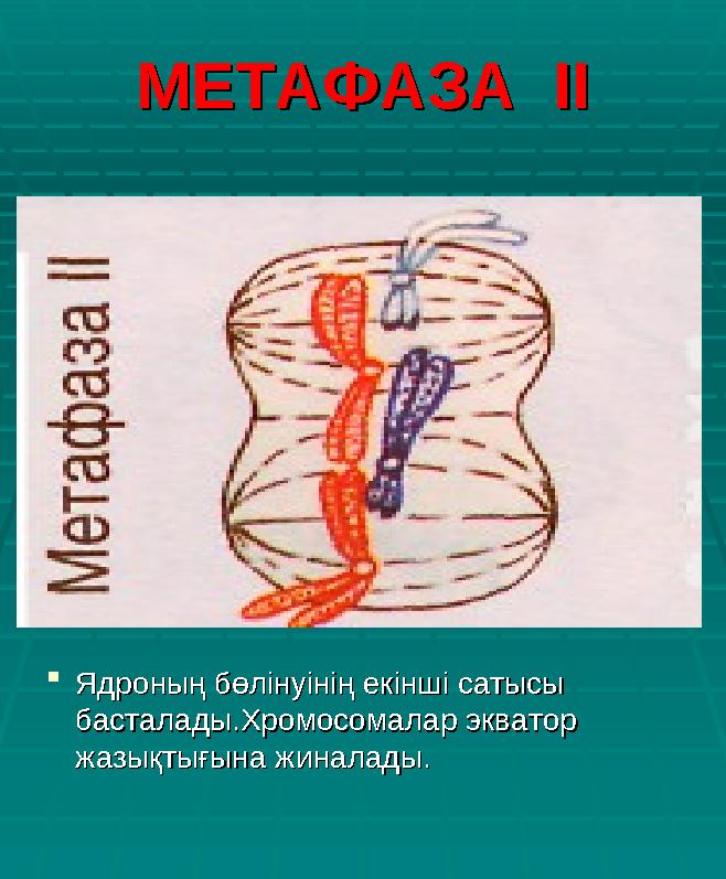 МЕТАФАЗА ІІМЕТАФАЗА ІІ  Ядроның бөлінуінің екінші сатысы Ядроның бөлінуінің екінші сатысы басталады.Хромосомалар экватор бас