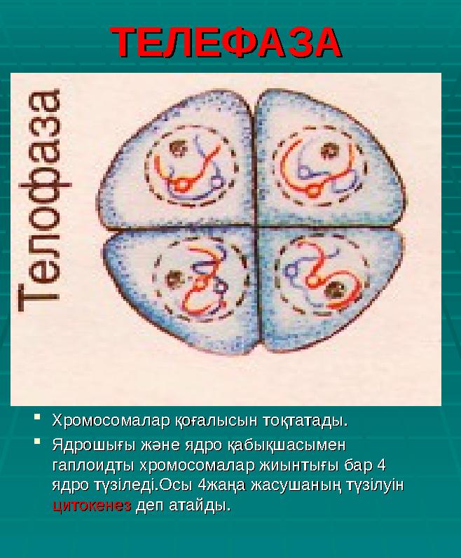 ТЕЛЕФАЗАТЕЛЕФАЗА  Хромосомалар қоғалысын тоқтатады.Хромосомалар қоғалысын тоқтатады.  Ядрошығы және ядро қабықшасымен Ядрош