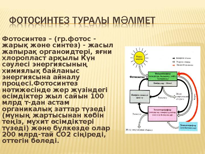 Фотосинтез – (гр.фотос - жарық және синтез) - жасыл жапырақ органоидтері, яғни хлоропласт арқылы Күн сәулесі энергиясының х