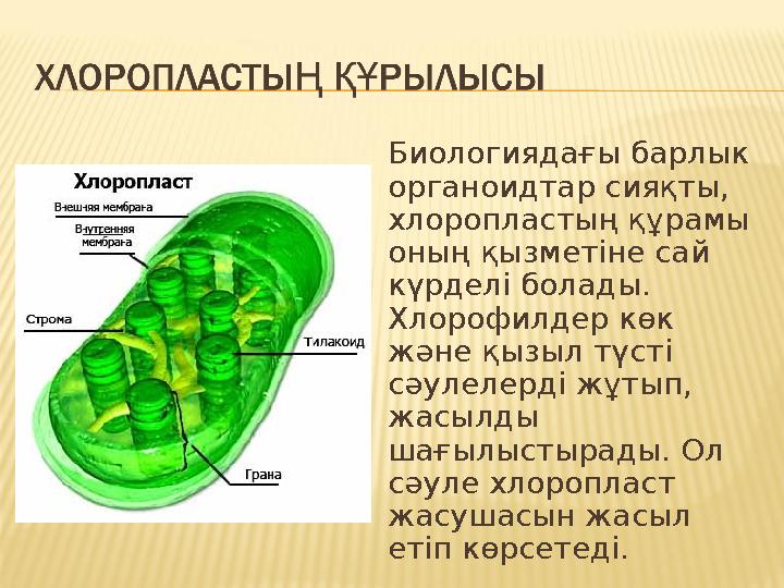 Биологиядағы барлык органоидтар сияқты, хлоропластың құрамы оның қызметiне сай күрделi болады. Хлорофилдер көк және қызыл