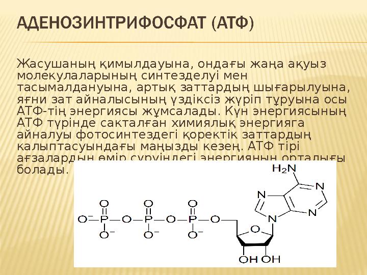 Жасушаның қимылдауына, ондағы жаңа ақуыз молекулаларының синтезделу i мен тасымалдануына, артық заттардың шығарылуына, яғни з