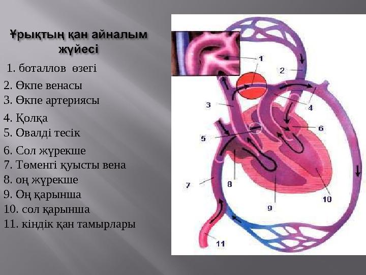 1. боталлов өзегі 2. Өкпе венасы 3. Өкпе артериясы 4. Қолқа 5. Овалді тесік 6. Сол жүрекше 7. Төменгі қуысты вена 8. оң жүр