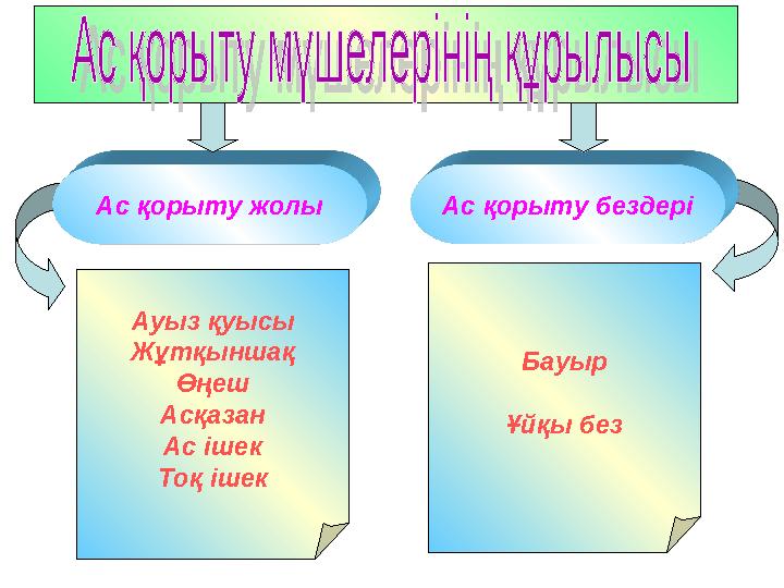 Ас қорыту жолы Ас қорыту бездері Ауыз қуысы Жұтқыншақ Өңеш Асқазан Ас ішек Тоқ ішек Бауыр Ұйқы без