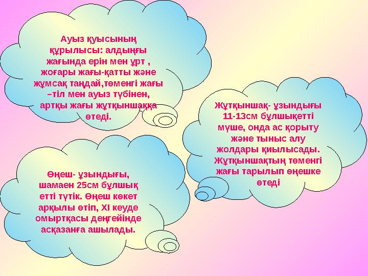 Ауыз қуысының құрылысы: алдыңғы жағында ерін мен ұрт , жоғары жағы-қатты және жұмсақ таңдай,төменгі жағы –тіл мен ауыз түбі