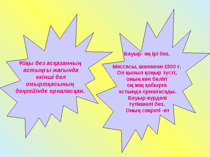 Ұйқы без асқазанның астыңғы жағында екінші бел омыртқасының деңгейінде орналасқан. Бауыр- ең ірі без. Массасы, шамамен 1