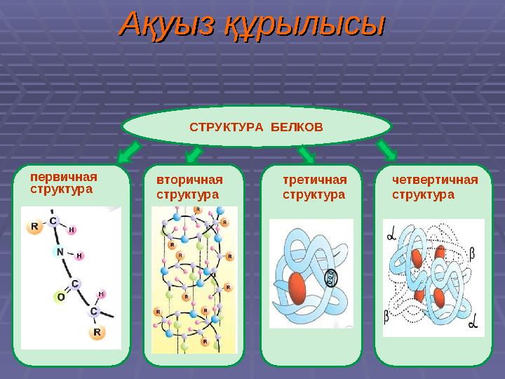 Ақуыз құрылысыАқуыз құрылысы СТРУКТУРА БЕЛКОВ первичная структура вторичная структура третичная структура четве