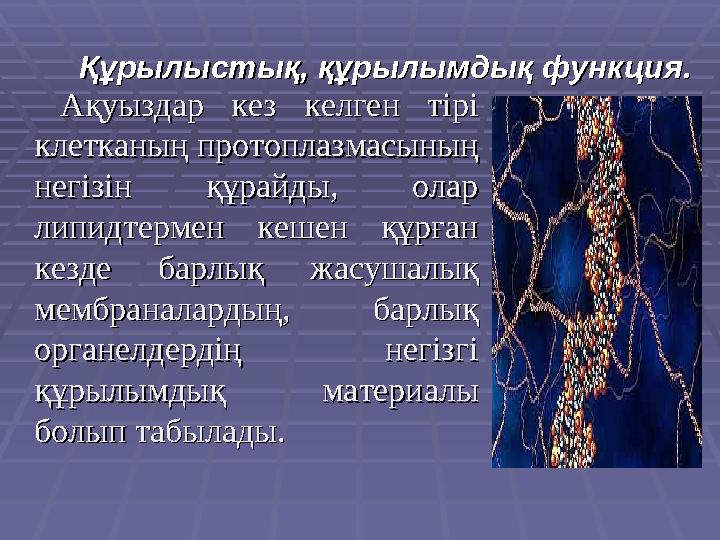 Ақуыздар кез келген тірі Ақуыздар кез келген тірі клетканың протоплазмасының клетканың протоплазмасының негізін құра