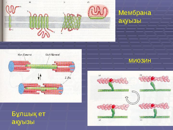 Мембрана ақуызы Бұлшық ет ақуызы миозин