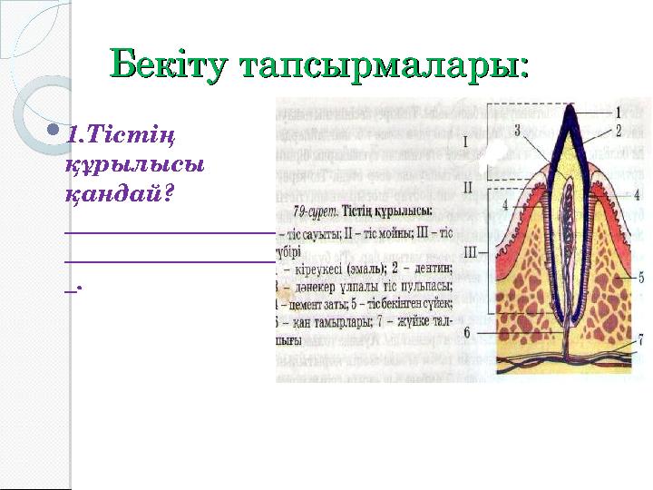 Бекіту тапсырмалары:Бекіту тапсырмалары:  1.Тістің құрылысы қандай? __________________ __________________ _.