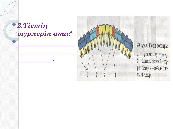  2.Тістің түрлерін ата?  _________________ _________________ __________ .