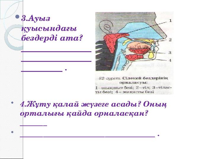  3.Ауыз қуысындағы бездерді ата? _________________ _________________ __________ .  4.Жұту қалай жүзеге асады? Оның орталы