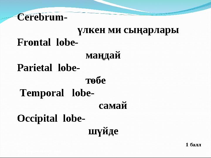 1 балл Cerebrum- үлкен ми сыңарлары Frontal lobe- маңдай Parietal lobe-