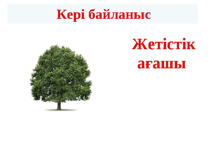 Кері байланыс Жетістік ағашы