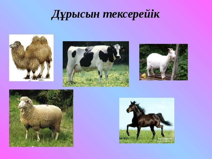 Дұрысын тексерейік