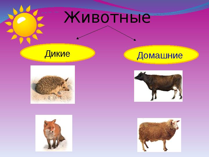 Животные Дикие Домашние