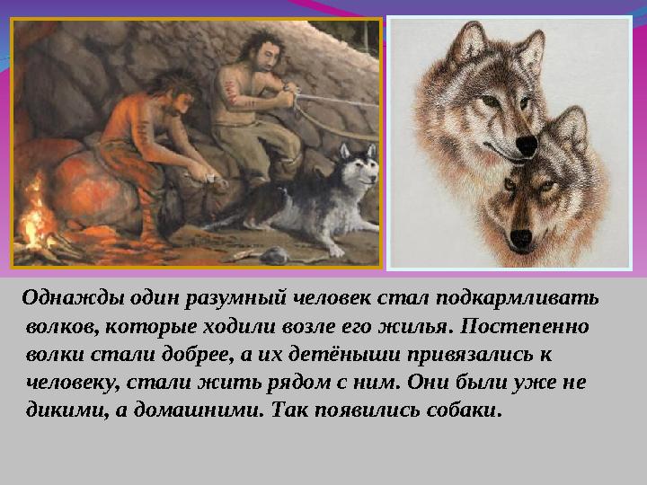 Однажды один разумный человек стал подкармливать волков, которые ходили возле его жилья. Постепенно волки стали добрее, а их