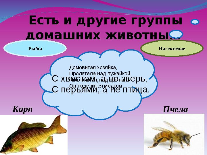 Есть и другие группы домашних животных. С хвостом, а не зверь, С перьями, а не птица. Рыбы Домовитая хозяйка, Пролетела над лу