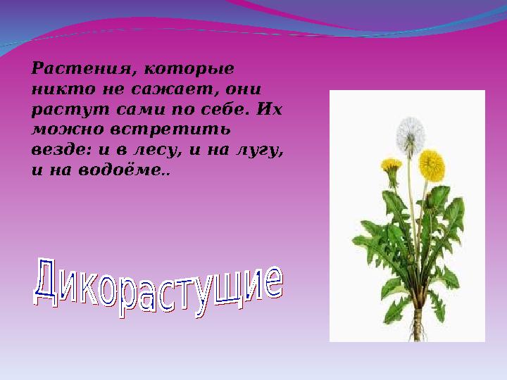 Растения, которые никто не сажает, они растут сами по себе. Их можно встретить везде: и в лесу, и на лугу, и на водоёме..