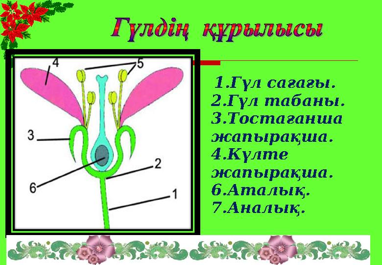 1.Гүл сағағы. 2.Гүл табаны. 3.Тостағанша жапырақша. 4.Күлте жапырақша. 6.Аталық. 7.Аналық.