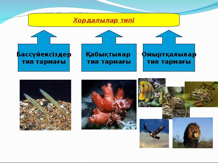 Хордалылар типі Бассүйексіздер тип тармағы Қабықтылар тип тармағы Омыртқалылар тип тармағы