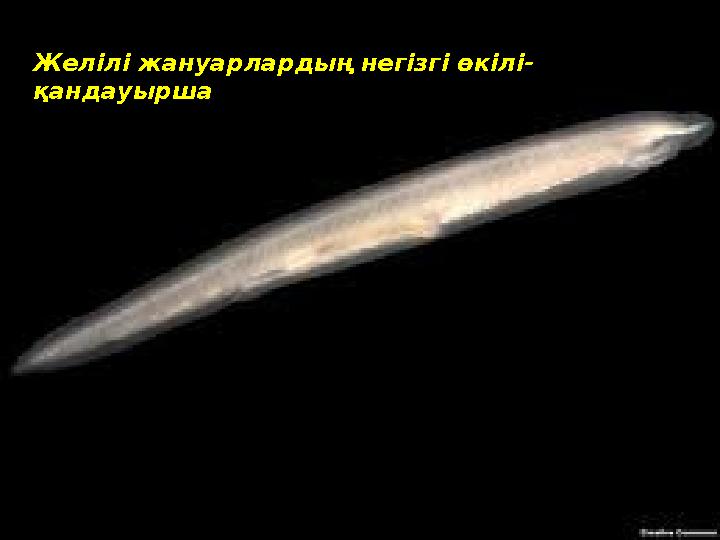 Желілі жануарлардың негізгі өкілі- қандауырша