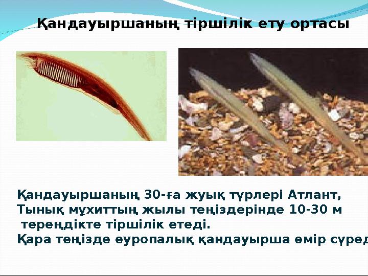 Қандауыршаның тіршілік ету ортасы Қандауыршаның 30-ға жуық түрлері Атлант, Тынық мұхиттың жылы теңіздерінде 10-30 м тереңдікте