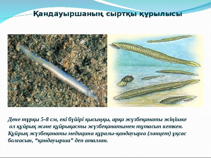 Қандауыршаның сыртқы құрылысы Дене тұрқы 5-8 см, екі бүйірі қысыңқы, арқа жүзбеқанаты жіңішке ол құйрық және құйрықасты жүзбеқа