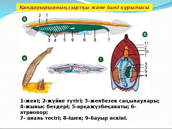 Қандауыршаның сыртқы және ішкі құрылысы 1-желі; 2-жүйке түтігі; 3-желбезек саңылаулары; 4-жыныс бездері; 5-арқажүзбеқанаты; 6-