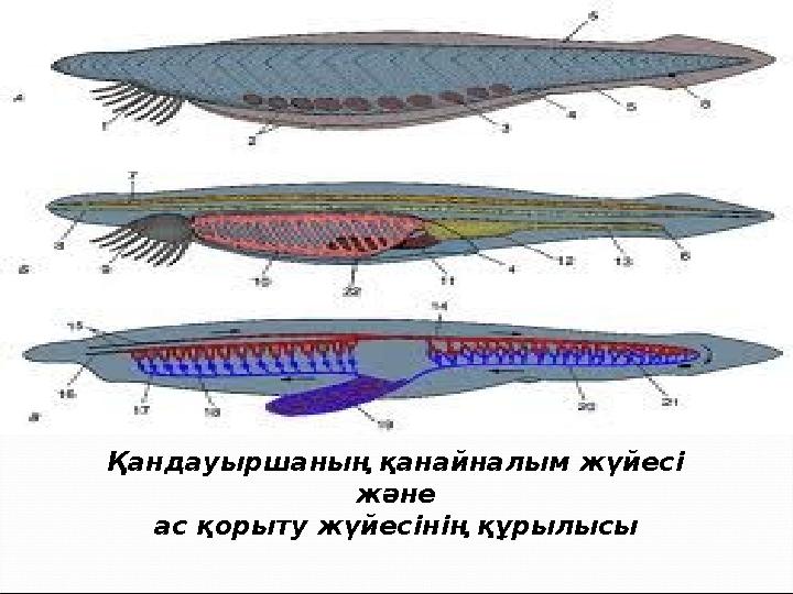 Қандауыршаның қанайналым жүйесі және ас қорыту жүйесінің құрылысы