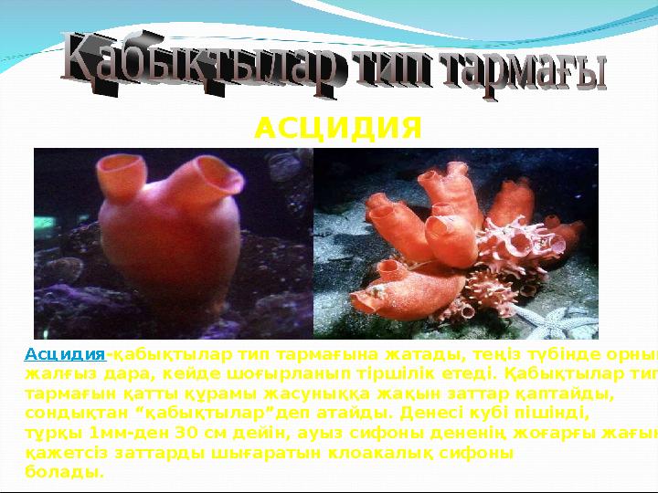 АСЦИДИЯ Асцидия-қабықтылар тип тармағына жатады, теңіз түбінде орнықты, жалғыз дара, кейде шоғырланып тіршілік етеді. Қабықтыла