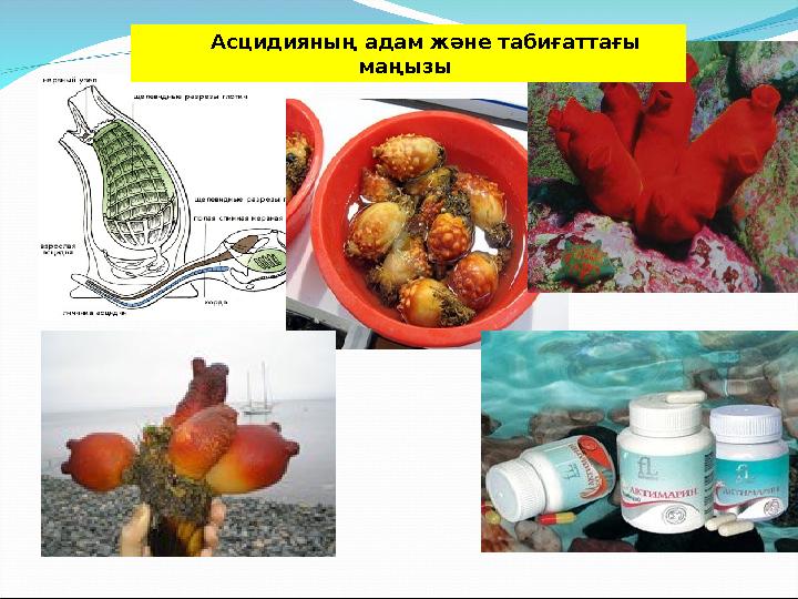 Асцидияның адам және табиғаттағы маңызы