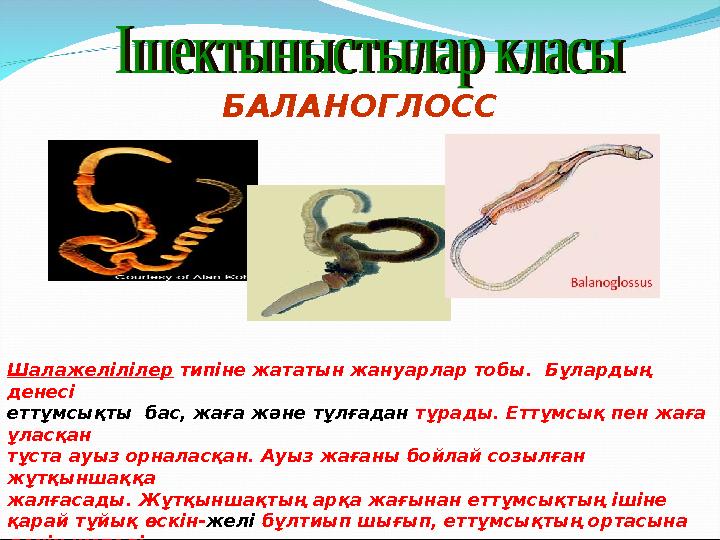 БАЛАНОГЛОСС Шалажелілілер типіне жататын жануарлар тобы. Бұлардың денесі еттұмсықты бас, жаға және тұлғадан тұрады. Еттұмсық