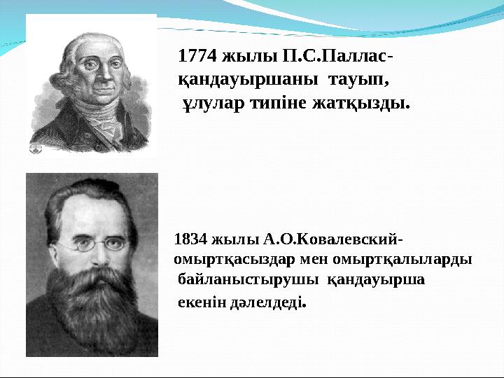 1774 жылы П.С.Паллас- қандауыршаны тауып, ұлулар типіне жатқызды. 1834 жылы А.О.Ковалевский- омыртқасыздар мен омыртқалыларды