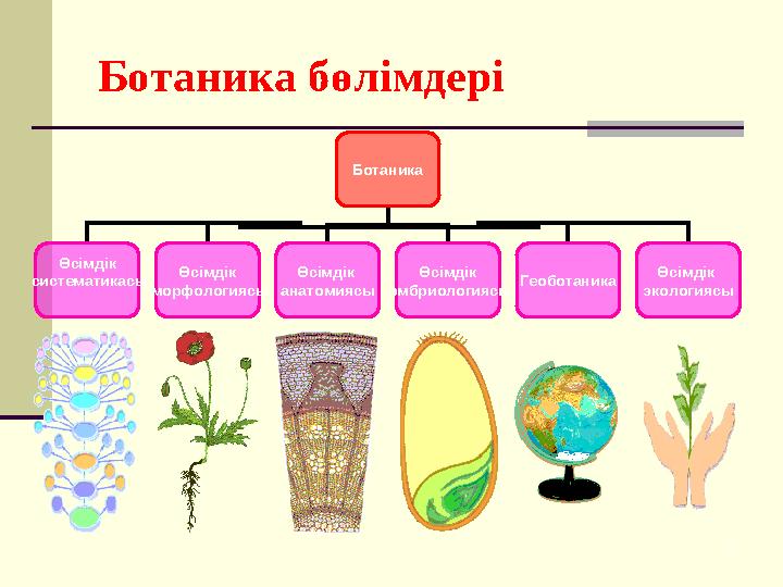 17 Ботаника бөлімдері Ботаника Өсімдік систематикасы Өсімдік морфологиясы Өсімдік анатомиясы Өсімдік эмбриологиясы Геобо