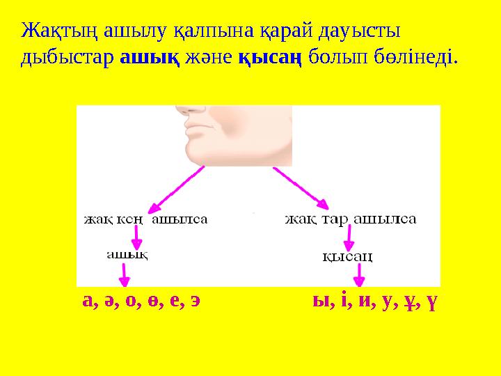 Жақтың ашылу қалпына қарай дауысты дыбыстар ашық және қысаң болып бөлінеді. а, ә, о, ө, е, э ы, і, и, у, ұ,
