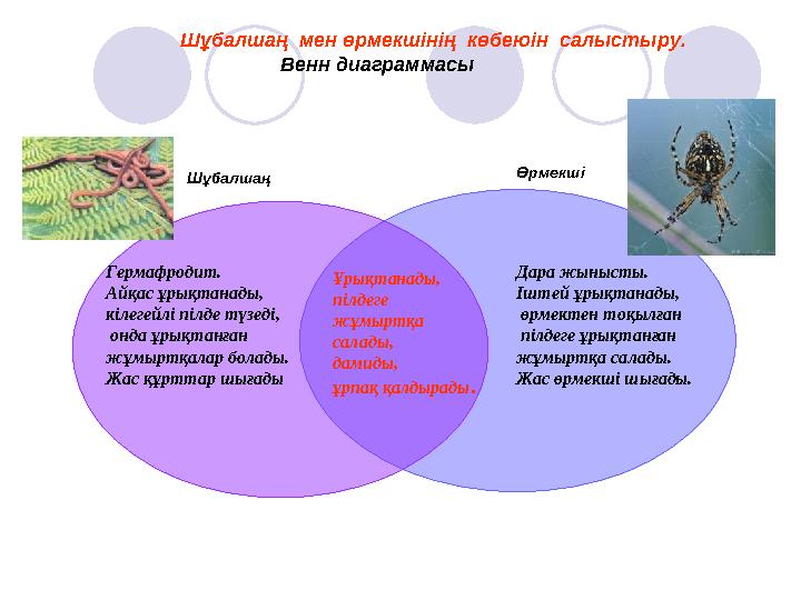 Шұбалшаң мен өрмекшінің көбеюін салыстыру. Венн диаграммасы Өрмекші Шұбалшаң Гермафродит. Айқас ұры