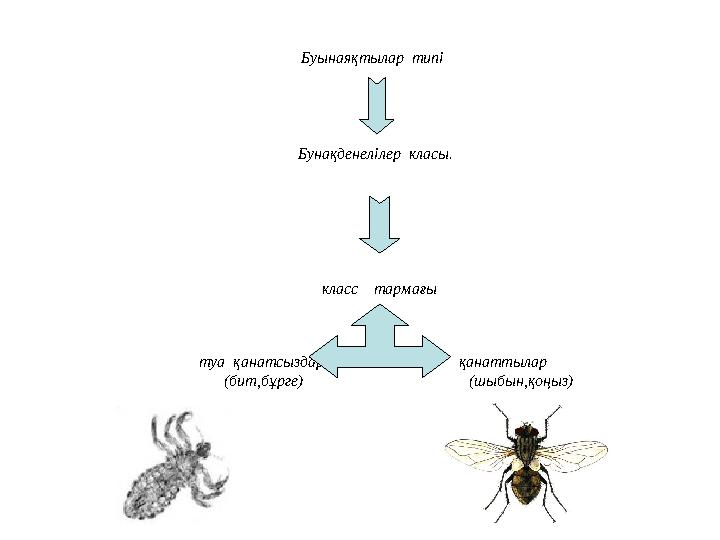 Буынаяқтылар типі Бунақденелілер класы. класс тармағы