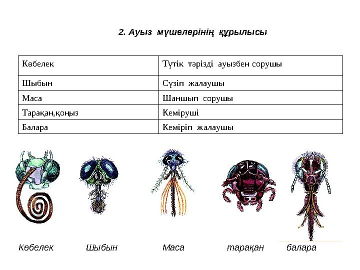 2. Ауыз мүшелерінің құрылысы Көбелек Түтік тәрізді ауызбен сорушы Шыбын Сүзіп жалаушы Маса Шаншып сорушы Тарақан,қоңыз Кем