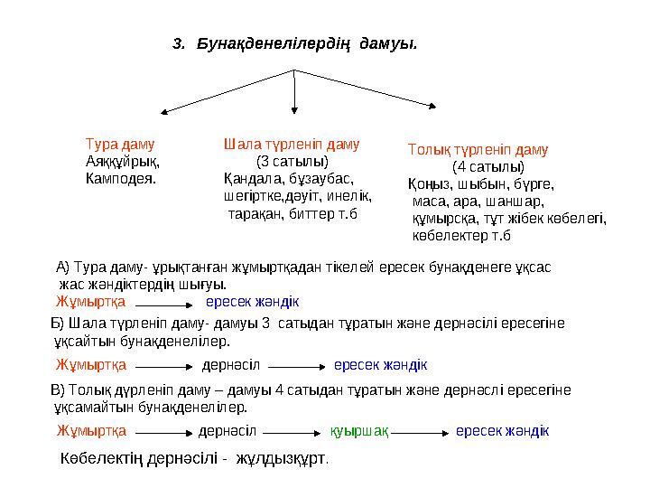 3. Бунақденелілердің дамуы. Тура даму Ая ққұйрық, Камподея. Шала түрленіп даму (3 сатылы) Қандала, бұзаубас, шегіртке