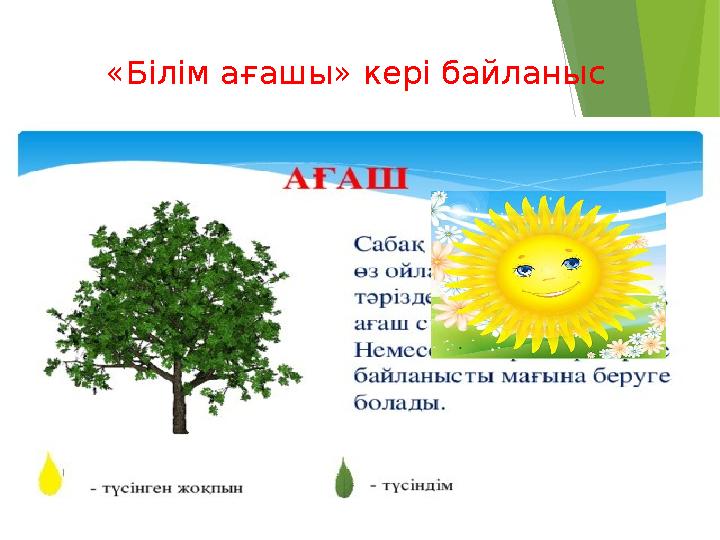 «Білім ағашы» кері байланыс