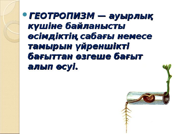  ГЕОТРОПИЗМ — ауырлық ГЕОТРОПИЗМ — ауырлық күшіне байланысты күшіне байланысты өсімдіктің сабағы немесе өсімдіктің сабағы нем