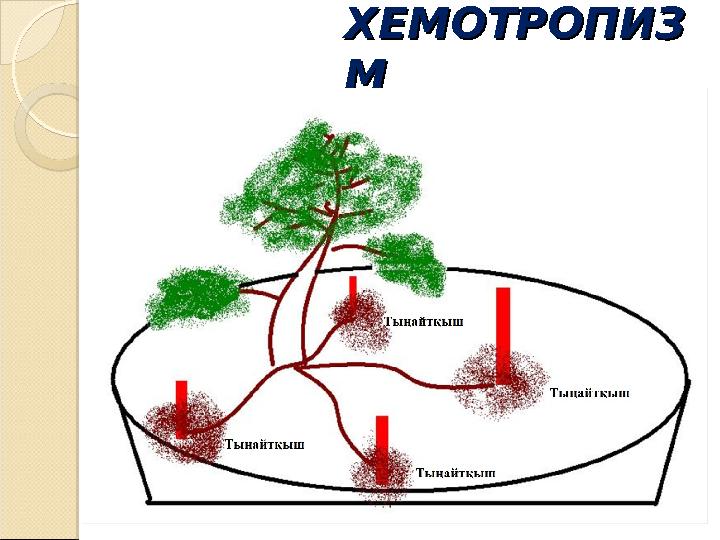 ХЕМОТРОПИЗХЕМОТРОПИЗ ММ