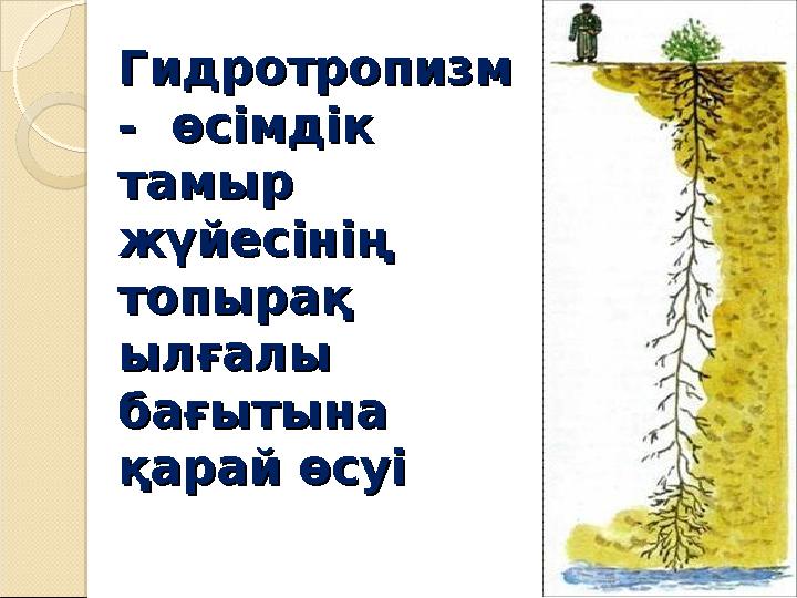 Гидротропизм Гидротропизм - өсімдік - өсімдік тамыр тамыр жүйесінің жүйесінің топырақ топырақ ылғалы ылғалы бағытына бағ