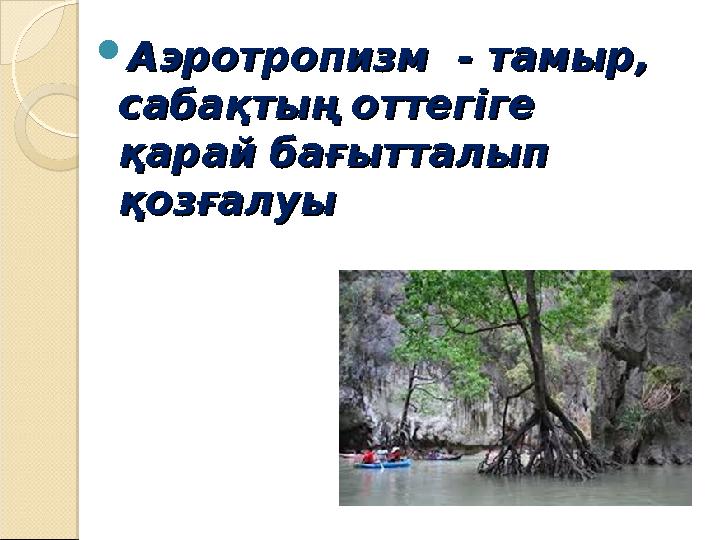  Аэротропизм - тамыр, Аэротропизм - тамыр, сабақтың оттегіге сабақтың оттегіге қарай бағытталып қарай бағытталып қозғалуық