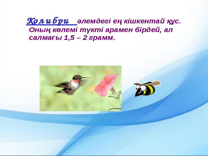 Колибри әлемдегі ең кішкентай құс. Оның көлемі түкті арамен бірдей, ал салмағы 1,5 –2 грамм.