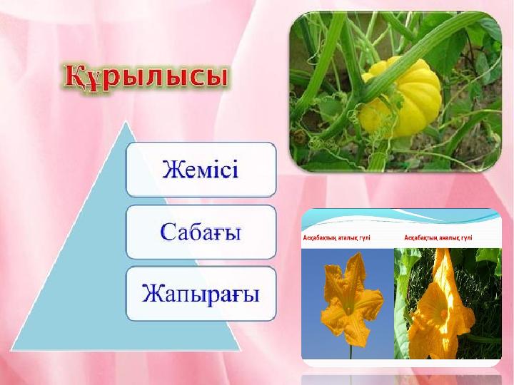  Асқабақ – көп күн талғамайтын, ексе бау - бақшаның бәрінде өсе беретін бір жылдық өсімдік. Сабағы жерге жатып, желі тартып